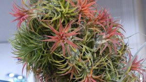 Tillandsia ionantha Planchon