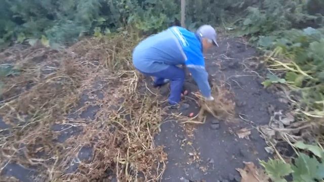 30 августа 2022 г. Едем копать картошку. смотреть онлайн