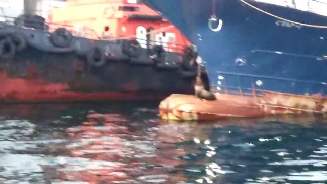 Сивуч в бухте Большой Улисс Владивостока смотреть онлайн