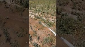 Люцерна джея полив