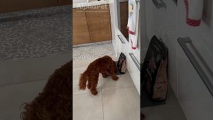 Отзывы AlphaPet | AlphaPet SuperPremium с говядиной и потрошками для взрослых собак средних пород