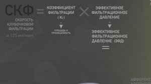 Клубочковая фильтрация за 3 минуты.
