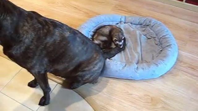 a tail tale смотреть онлайн