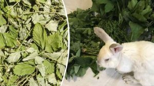 Давать клубнику кролику