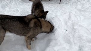 ВОЛК не сдержался и начал давить наглого щенка / ВОЛК НАКАЗАЛ НАГЛОГО ЩЕНКА