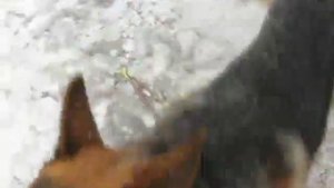 Как и зачем сливать конденсат из ресивера компресора