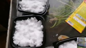 Земляника Медовый вкус F1 и Искушение F1