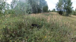 Охота с Дратхааром Гай на Коростеля