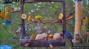 Зелёный лесной удод. ЮАР .Phoeniculus purpureus.Интересно кушает )