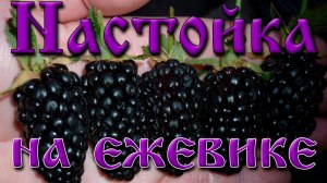 Делаем замечательную, ароматную настойку на ежевике. Ежевичная настойка.