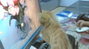 Забавный рыжий котенок/Funny redhead kitty