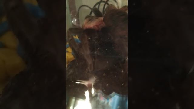 Паук поймал муху и ест её