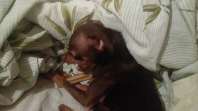 Собака злодейка. смотреть онлайн