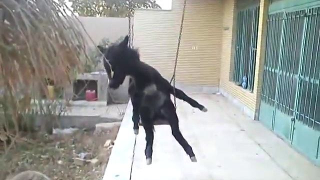 Ишаки тоже отдыхают... смотреть онлайн