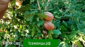 Крыжовник Майдак