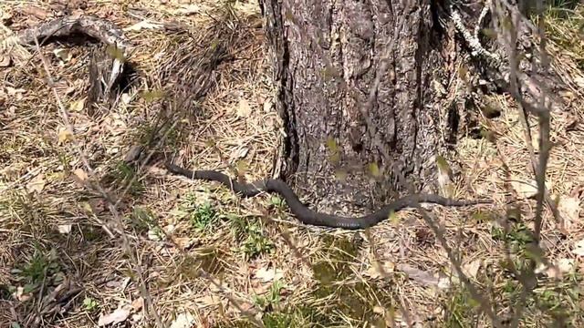 Гадюка 2022 Подосинки смотреть онлайн