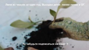 Лилии из чешуек за один год. Высадка деток лилии в открытый грунт.