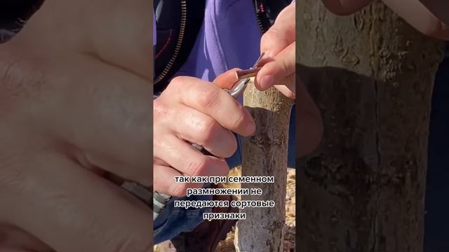 Как размножить любой сорт плодовых деревьев ? смотреть онлайн