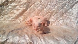 Розовые микро пиги, микро пиг, мини пиги, мини пиг, питомник "Рязанская Диковинка"