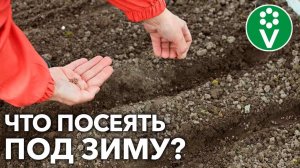 ПОДЗИМНИЙ ПОСЕВ ОВОЩЕЙ – ЧТО, КОГДА И КАК ПРАВИЛЬНО СЕЯТЬ?