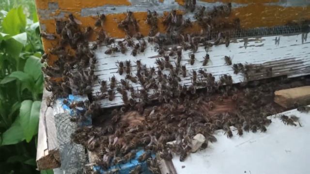 Пчёлы вечером и ночью сидят на прилётке. Что это может значить? смотреть онлайн