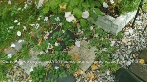 Как я чищу гравийные дорожки от опадающих лепестков роз