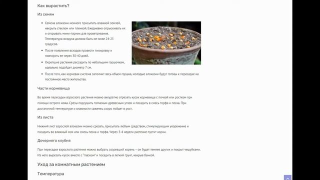 Алоказия крупнокорневищная - обзор цветка, рекомендации по посадке и уходу за комнатным растением