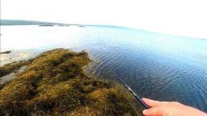 Спиннинг с берега на Мотовском заливе. Такого клёва на море мы не ожидали. Кольский.Часть 4.