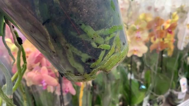 ОБИ 22.06.22 ?обзор орхидей ?Москва Варшавское шоссе 97 смотреть онлайн