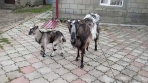 Продам козу.