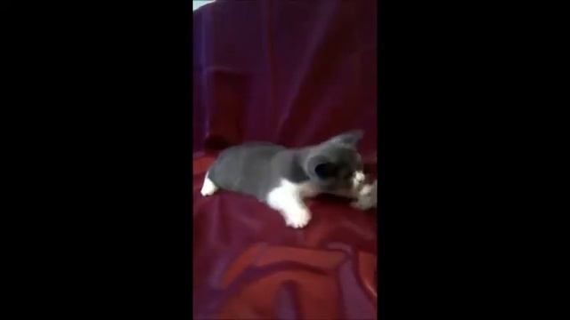 Кошечка Афина. Окрас голубой биколор. Британский котенок из питомника.