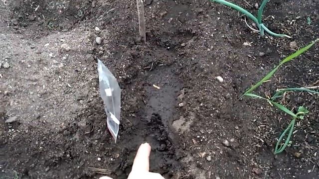 Посеяла  семяна Азимины трилобы в теплицу 01.06.2019 смотреть онлайн