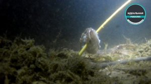 Ловим раков руками  (подводная съёмка)