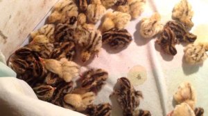 Жили у бабуси два веселых гуся Цып цып мои цыплятки Маленькие ЦЫПЛЯТА  Рождение цыплят в инкубаторе