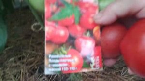 Томат-f1 Кривянский #томаты