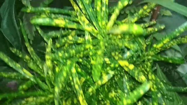 codiaeum gold dust 👆. croton #garden #flowers #amazing. смотреть онлайн