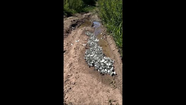 Белые бабочки и птах