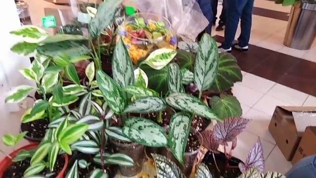 Море великолепных растений на выставке.Краснодар . 13-14 марта 2021 года.