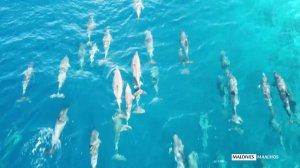 Maldives, Baa atoll, Maalhos island | Drone 4k footage