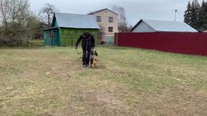 Дрессировка с передержкой в зоогостинице. Собака «под коюч». Послушание