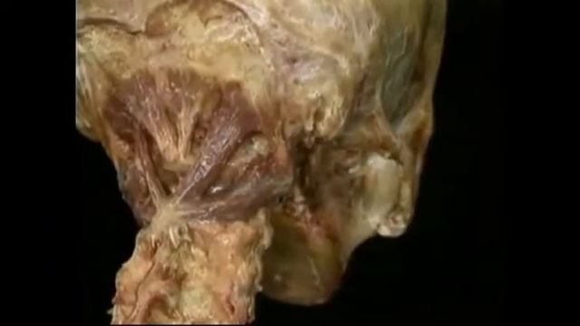 3 2 косые мышцы головы