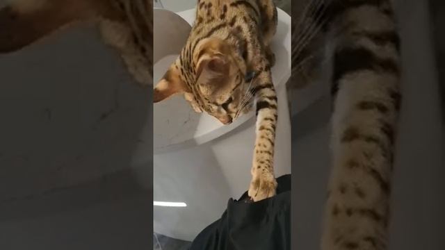 Кот Саванна ВОРУЕТ! смотреть онлайн