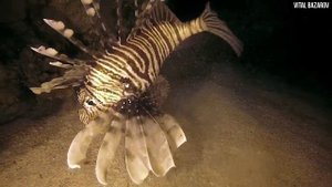 Крылатка ядовитая рыба Красного моря описание и видео