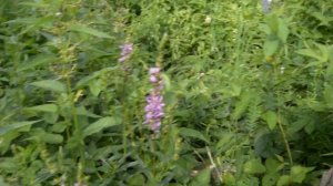 Плакун-трава - особая трава знающего травника!