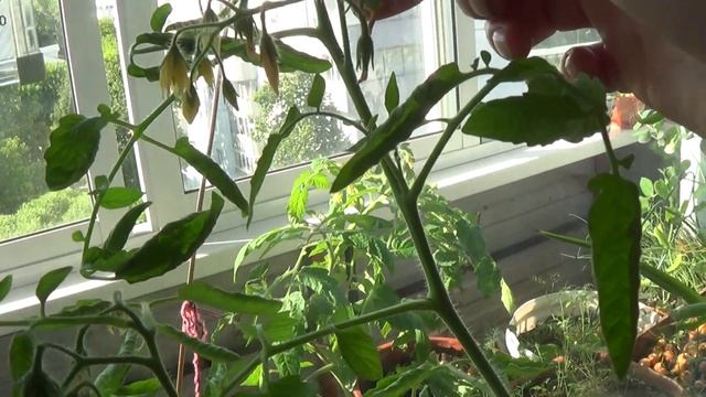 Выращиваем зеленый лук на балконе. Огород на балконе. Лук-севок. смотреть онлайн