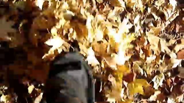 Шуршит листва. смотреть онлайн