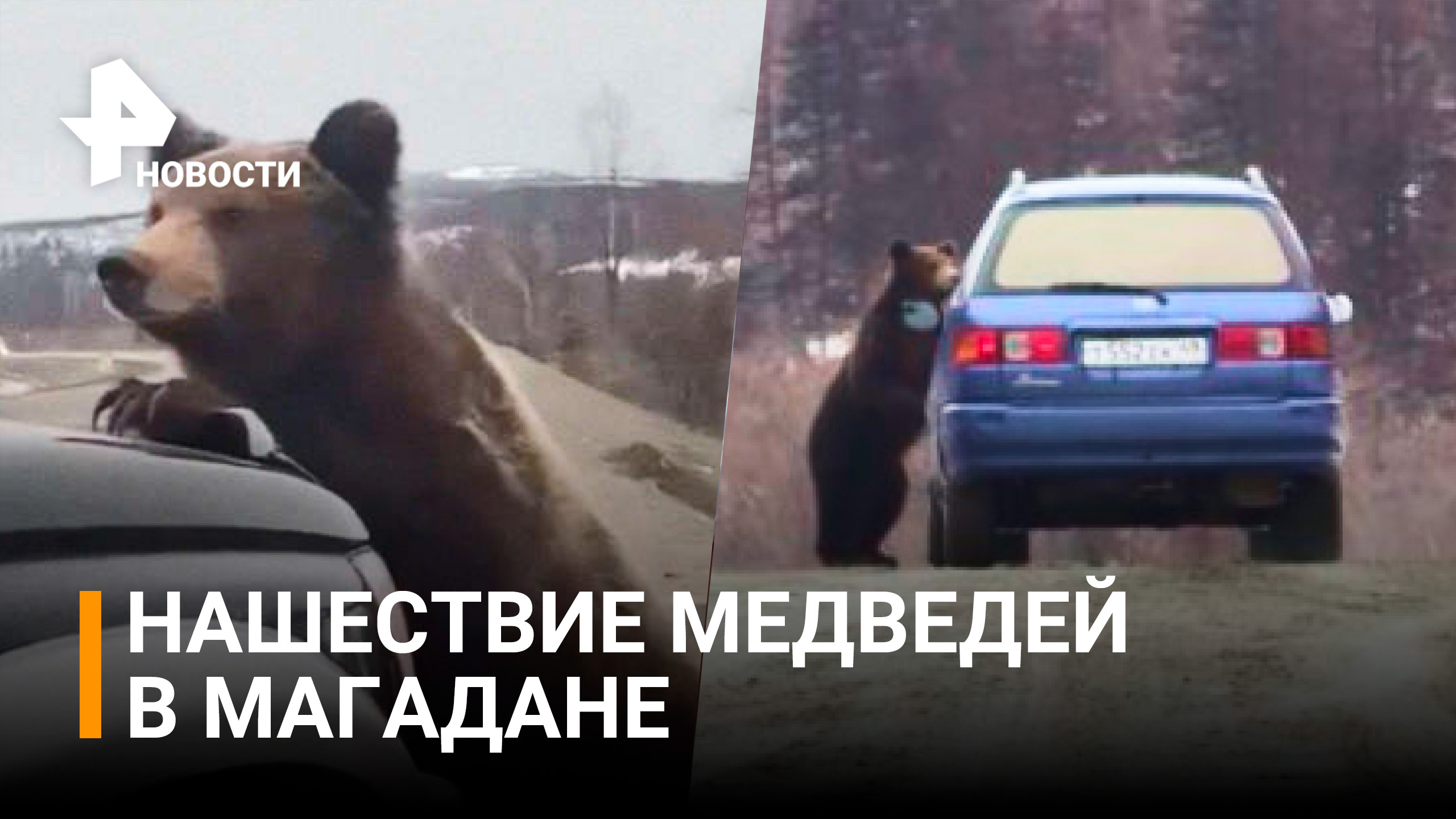 Медведи едят машины в Магаданской области / РЕН Новости