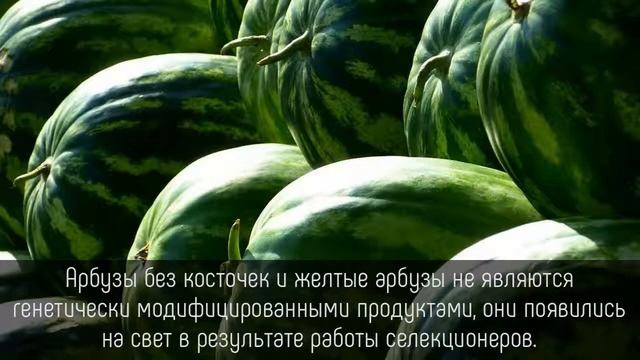 ⭐️ 5 фактов об АРБУЗЕ, который мы ТАК ЛЮБИМ! смотреть онлайн