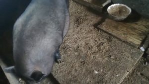 Смешные свинки?милые свиньи?