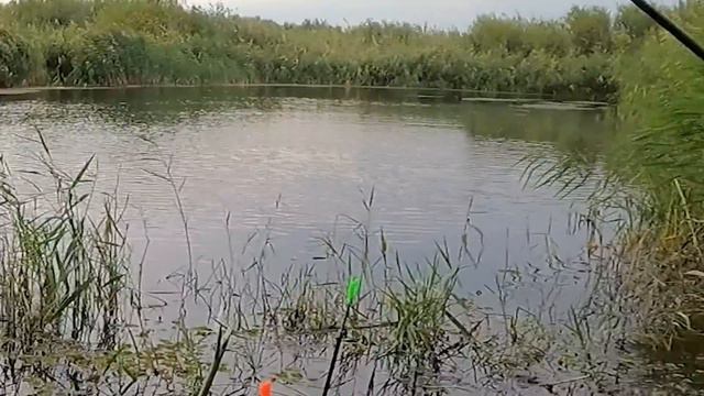 ПОПЛАВОК  не УСПЕВАЕТ ПАДАТЬ  и СРАЗУ ПОКЛЁВКИ ! КАРАСЬ , САЗАН, ВОБЛА! Рыбалка на поплавок!